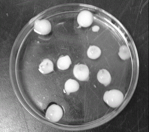 A kind of artificial seed preparation method of submerged plant bitter grass