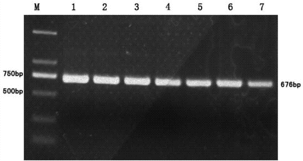 Molecular marker method for detecting low abdominal fat percentage of Gaoyou ducks and application