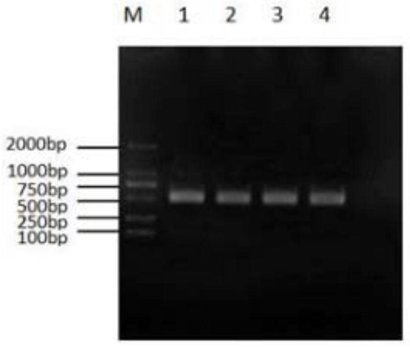 Single-domain heavy-chain antibody aiming at adenovirus vector and application of single-domain heavy-chain antibody