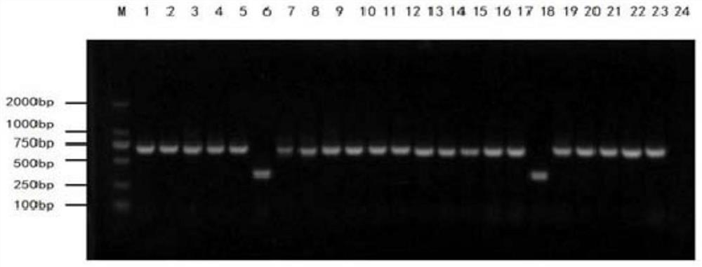 Single-domain heavy-chain antibody aiming at adenovirus vector and application of single-domain heavy-chain antibody