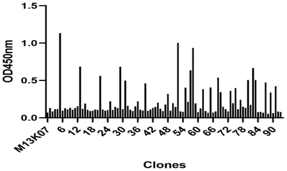 Single-domain heavy-chain antibody aiming at adenovirus vector and application of single-domain heavy-chain antibody