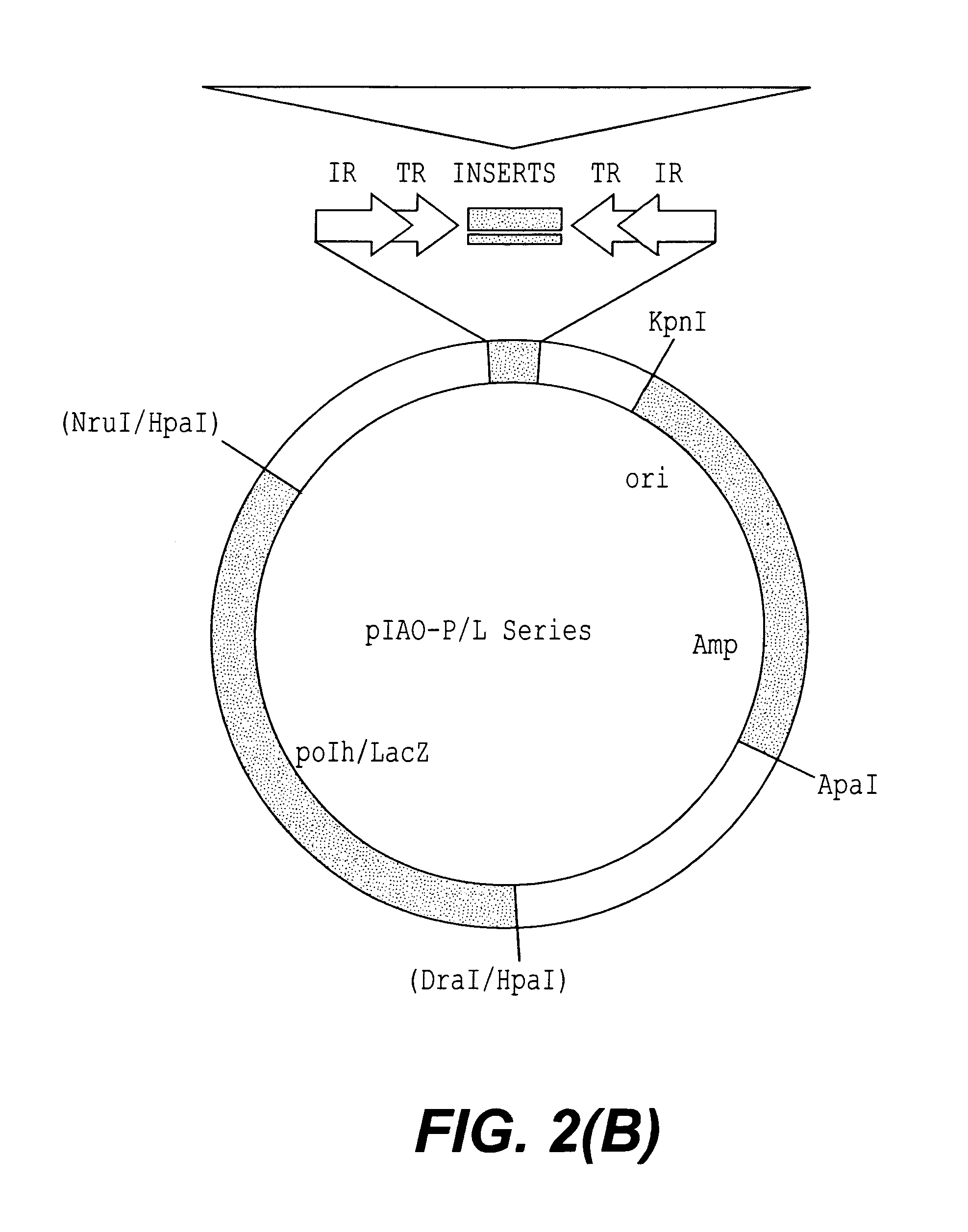 Methods and compositions for transposition using minimal segments of the eukaryotic transformation vector Piggybac