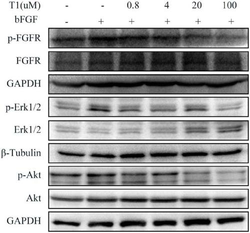 Anti-tumor small molecule peptide targeting FGFRs and application of anti-tumor small molecule peptide