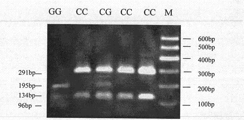 Single nucleotide polymorphism of GHRHR genes in dairy goat and detection method thereof