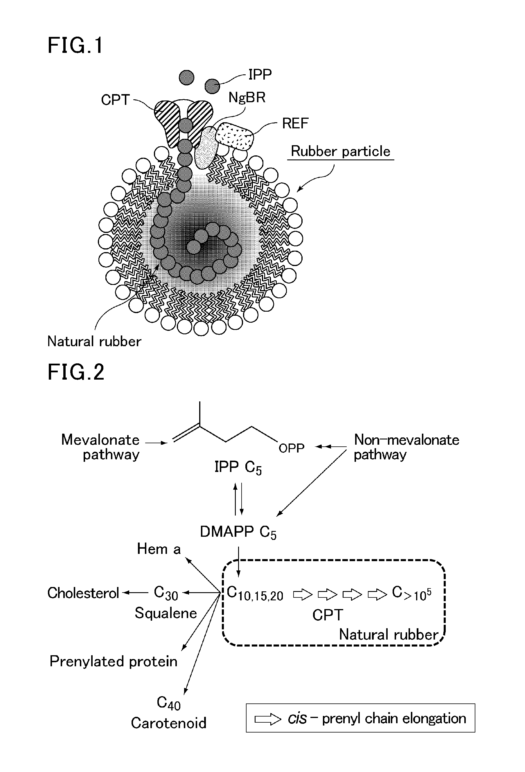 Method for producing polyisoprenoid, transformed plant, method for producing pneumatic tire and method for producing rubber product