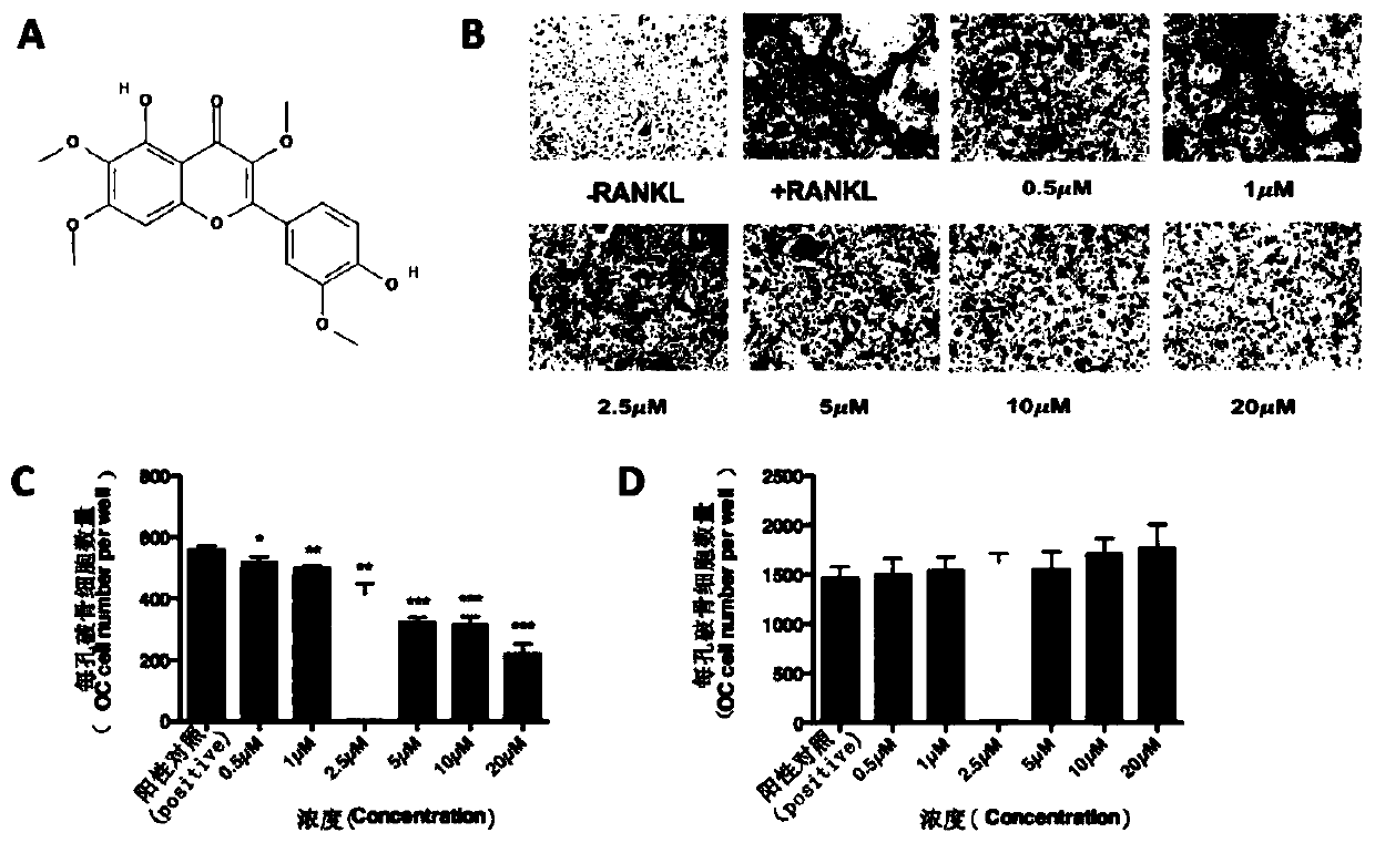 Application of cat's eye xanthin in the treatment of osteoporosis