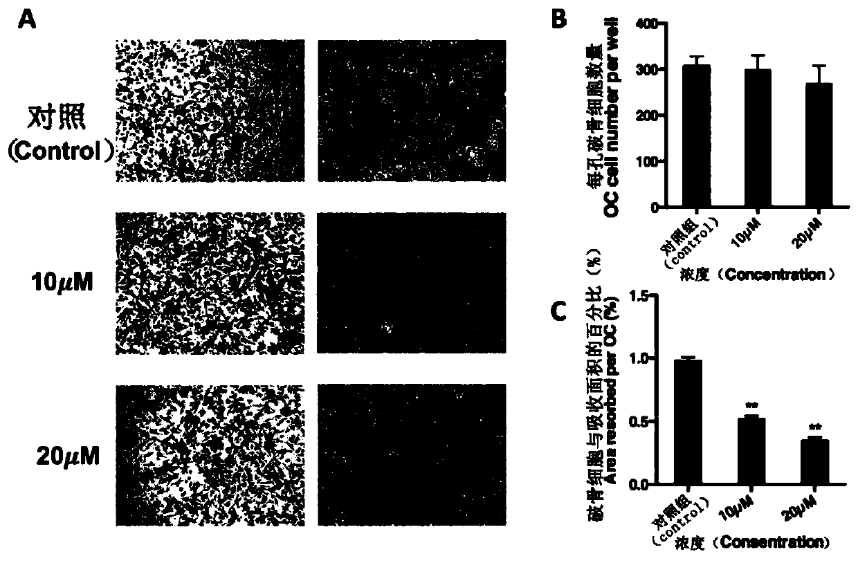 Application of cat's eye xanthin in the treatment of osteoporosis