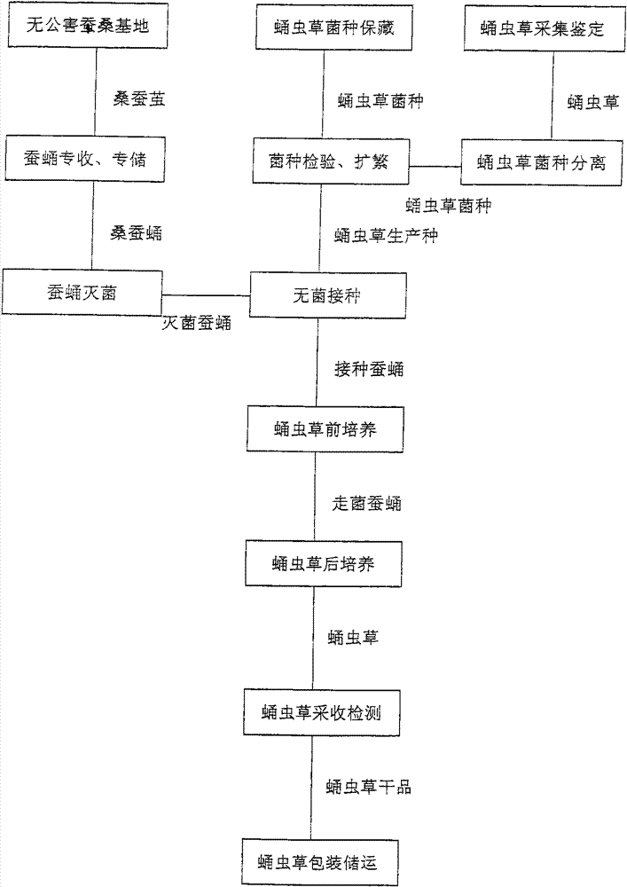 Standard operation method for producing Cordycepsmilitaris of Chinese medicine