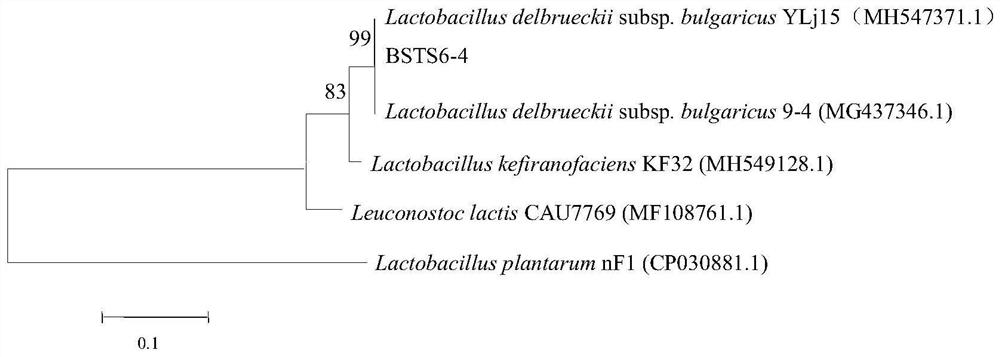 A kind of Lactobacillus bulgaricus bsts6-4 and application thereof