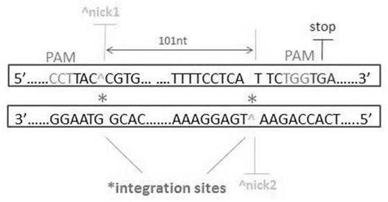 A method for genome editing, precise site-specific gene knock-in in fish