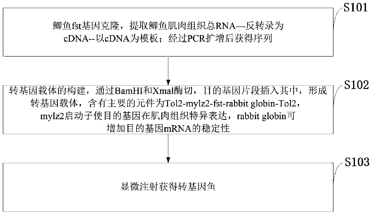 Method for increasing growth speed of crucian carps based on transgenes