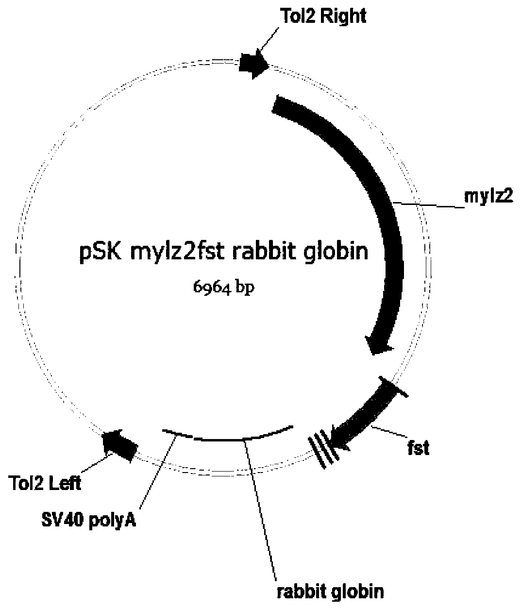 Method for increasing growth speed of crucian carps based on transgenes