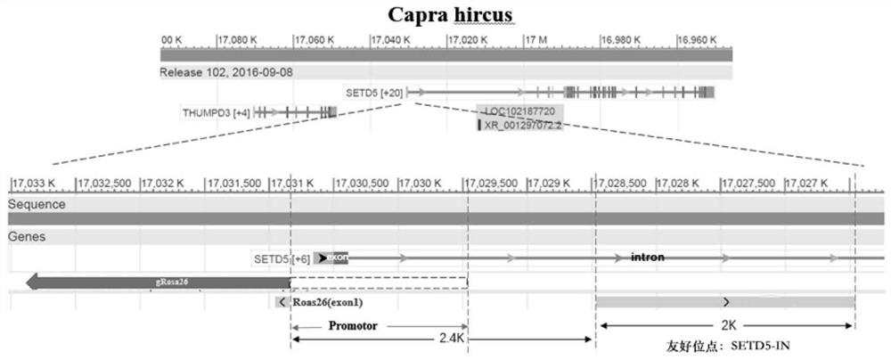 Goat-friendly site SETD5-IN, sgRNA specifically targeting site, and coding DNA and application thereof