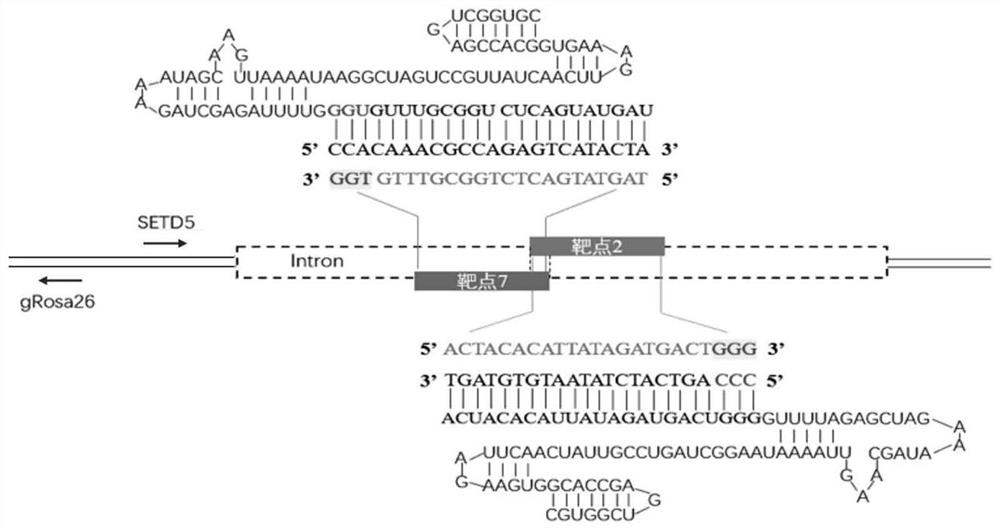 Goat-friendly site SETD5-IN, sgRNA specifically targeting site, and coding DNA and application thereof