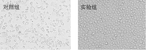 A kind of ring theileriasis vaccine protective agent and preparation method