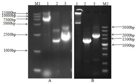 CRISPR-Cas9 dual vector system suitable for genetic modification of serratia