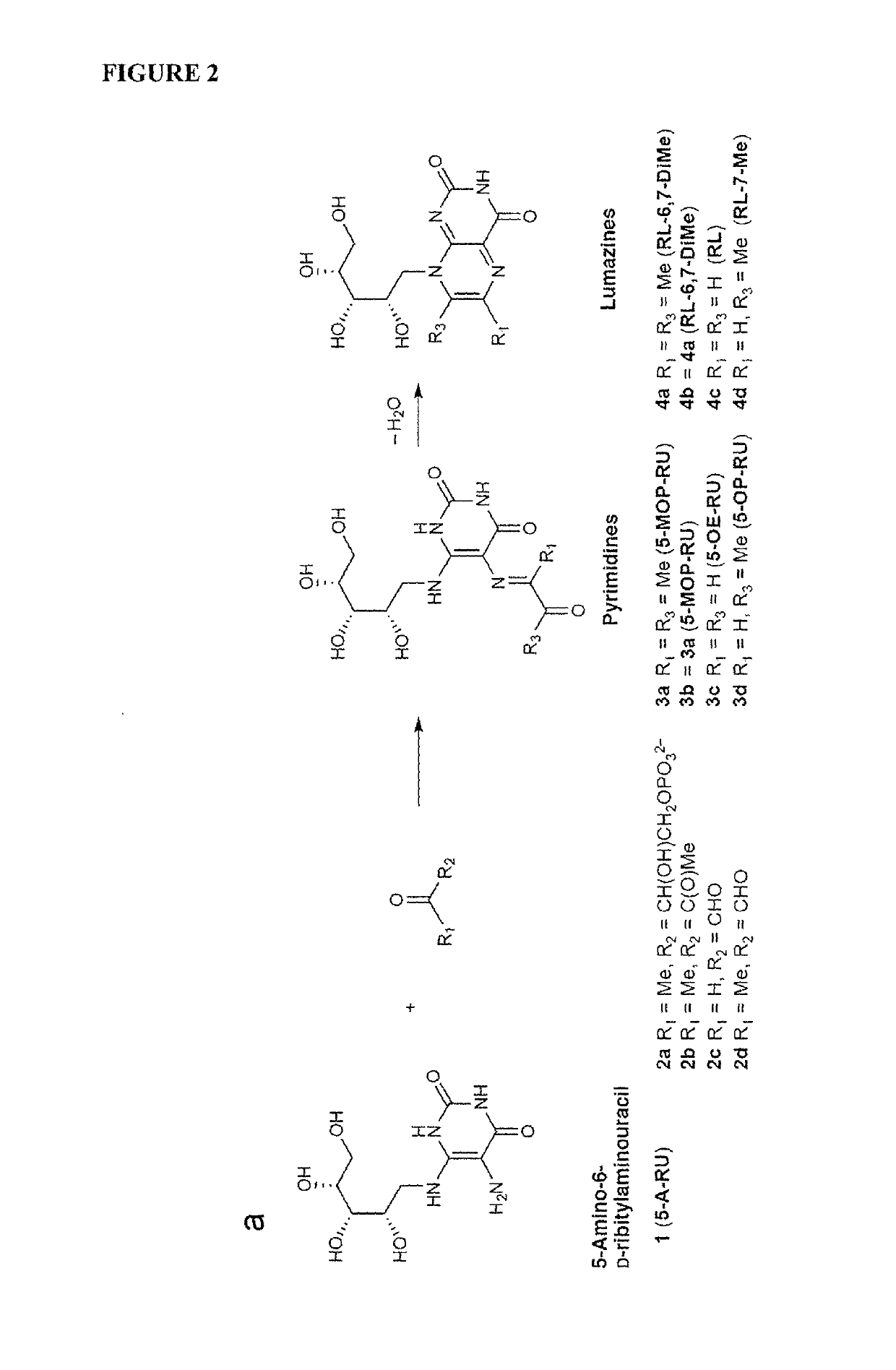 Immunological reagents and uses therefor