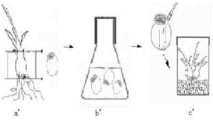 Cryopreservation and plant regeneration method of vegetative propagation flower narcissus