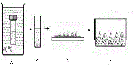 Cryopreservation and plant regeneration method of vegetative propagation flower narcissus