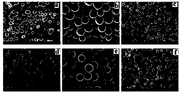 Preparation method for molecularly imprinted microsphere surface grafted hydrophilic polymer brush
