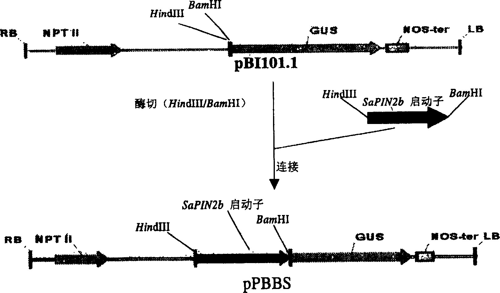 Gene promoter for specific expression of plant trichome