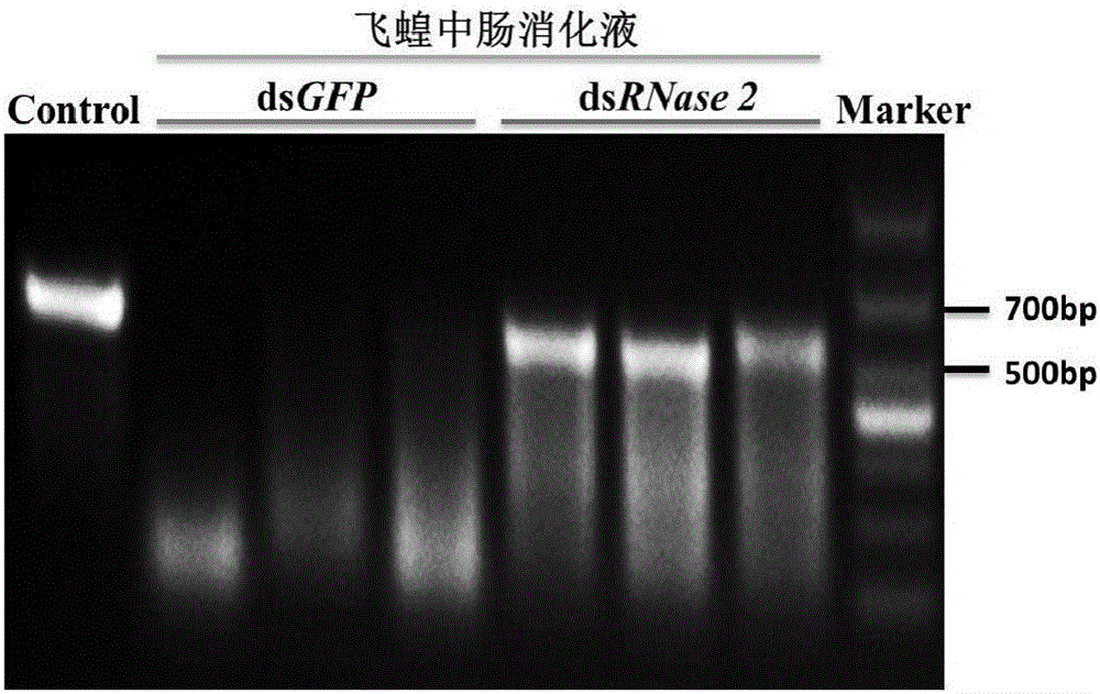 Application of migratory locust intestinal tract RNase gene 2 to pest prevention and control