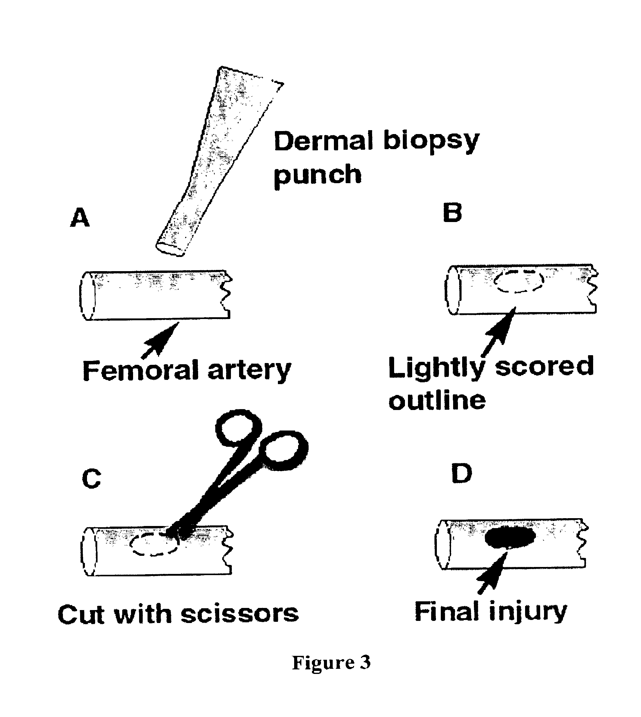 Fibrinogen bandages and arterial bleeding models and methods of making and using thereof