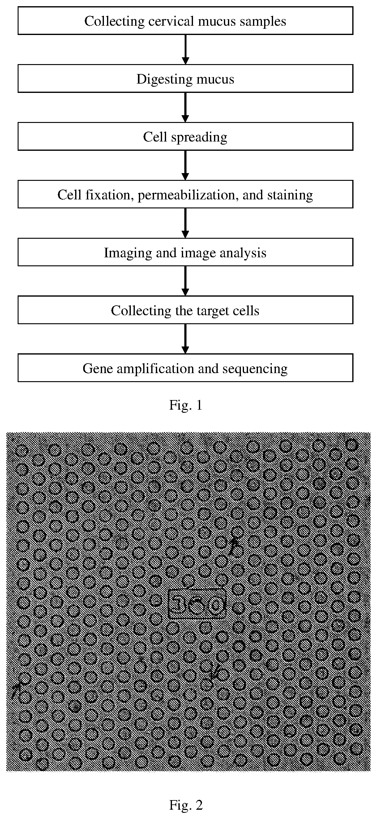 Marker of fetal trophoblast cell, identification method, detection kit and use thereof