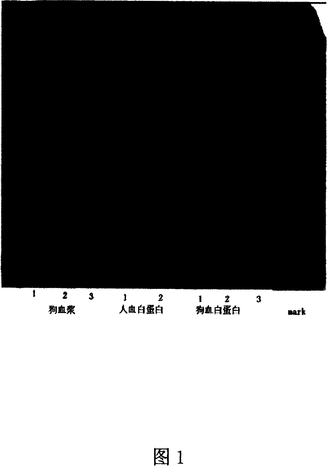 Dog intravenous injection albumin, its preparing method and dog intravenous injection albumin preparation