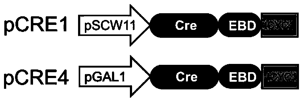 Gene element for precise control of gene rearrangement, recombinant plasmid and application thereof