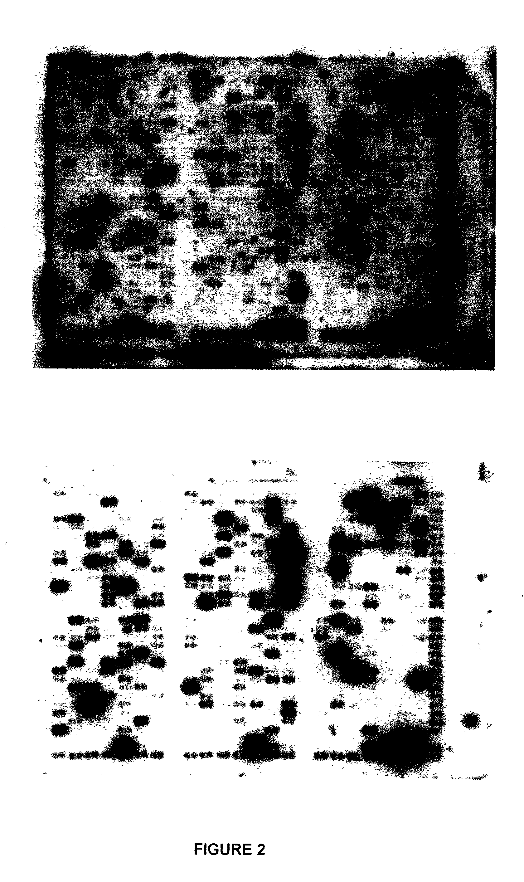 Methods and compositions for use in synthesizing nucleic acids