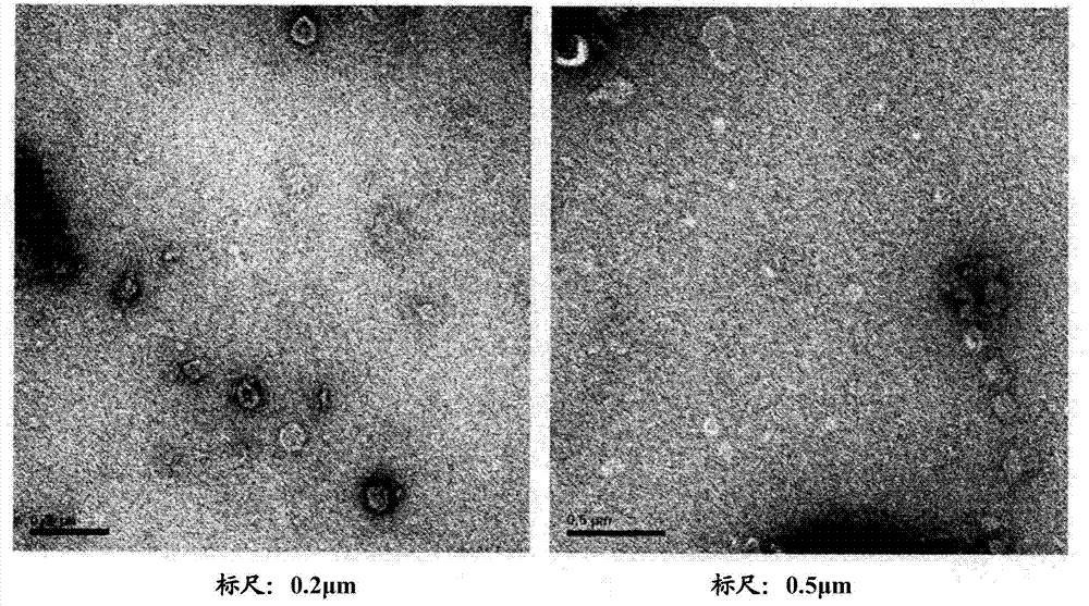 Method for preparing induced pluripotent stem cells using microvesicles derived from embryonic stem cells