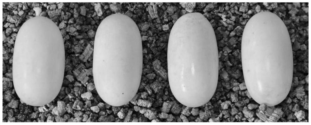 Hatching method of Annan turtle eggs