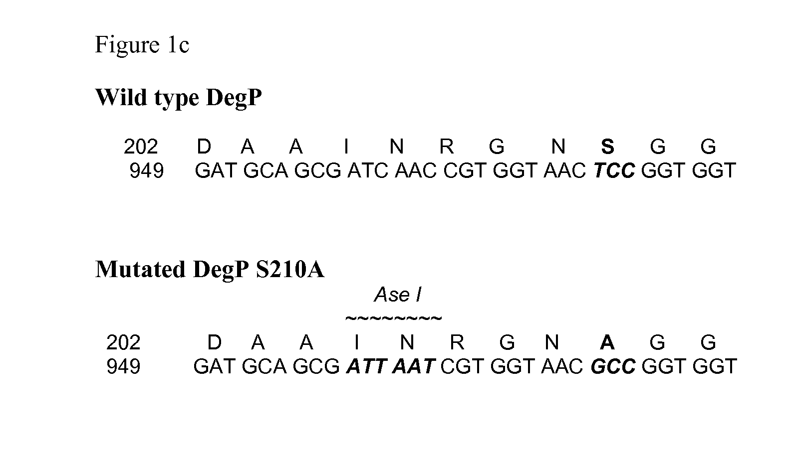 Bacterial host strain