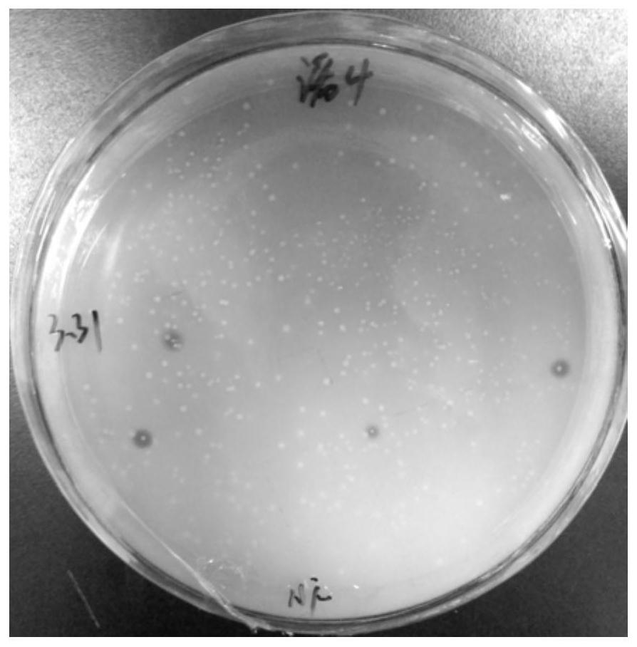 A kind of ferulic acid esterase and its preparation method and application