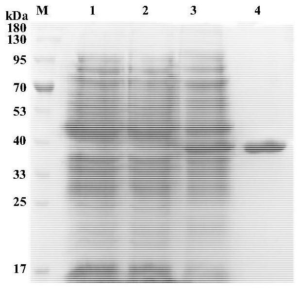 A kind of ferulic acid esterase and its preparation method and application