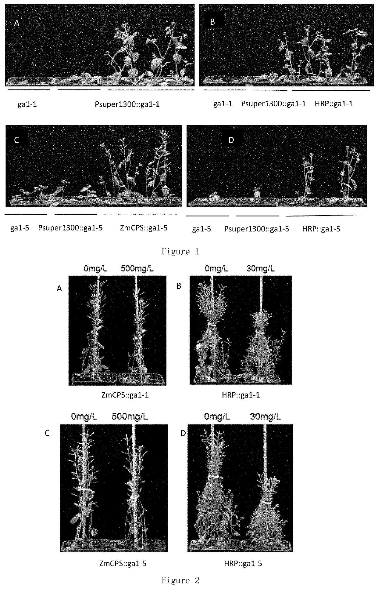 Method for improving sensitivity of plant to gibberellin inhibitor and use thereof