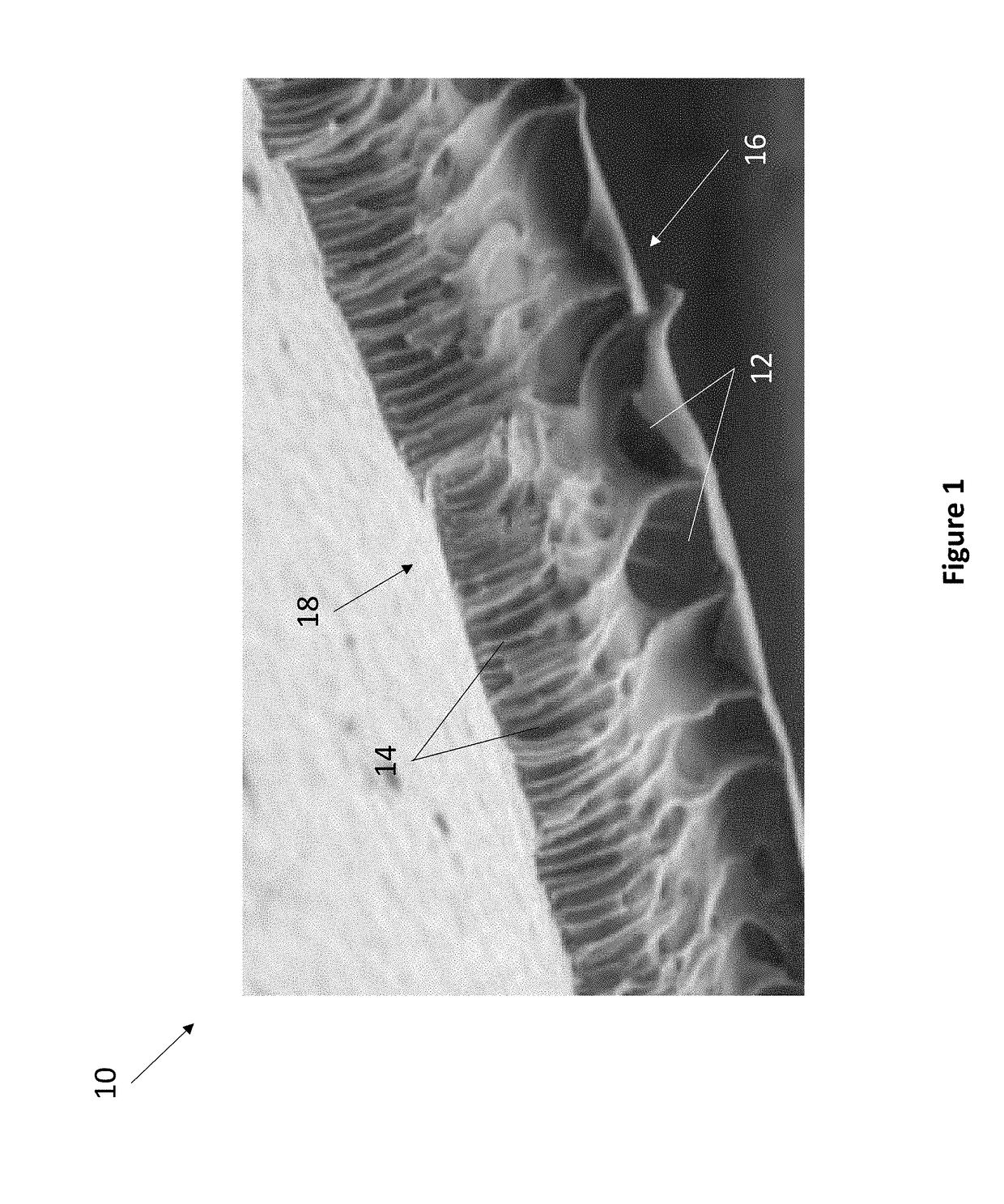 Biomimetic Scaffold for Regenerative Dentistry