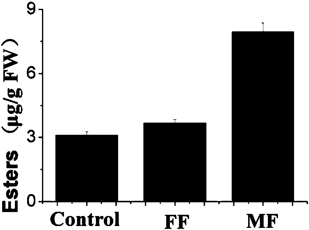 Flavor enhancement microbial fertilizer for strawberries and application of flavor enhancement microbial fertilizer