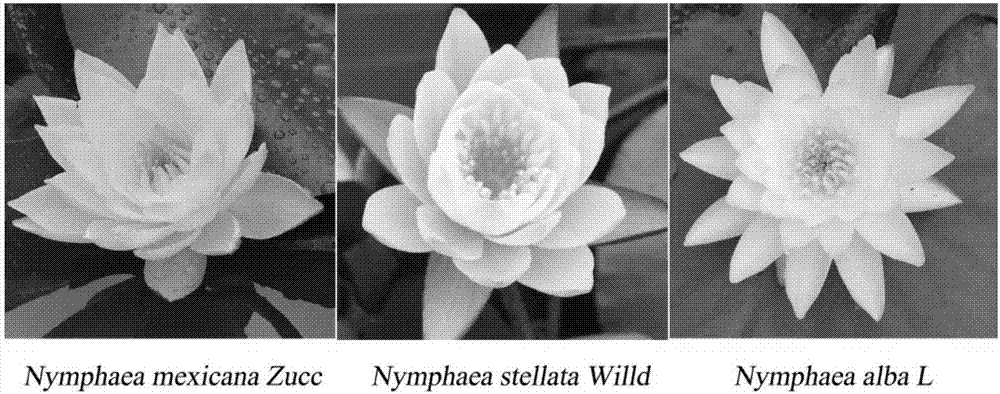 Method for determining genome size of nymphaeaceae plants