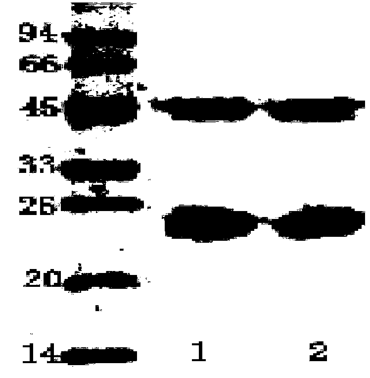 Method for detection of shigella boydii and monoclonal antibodies
