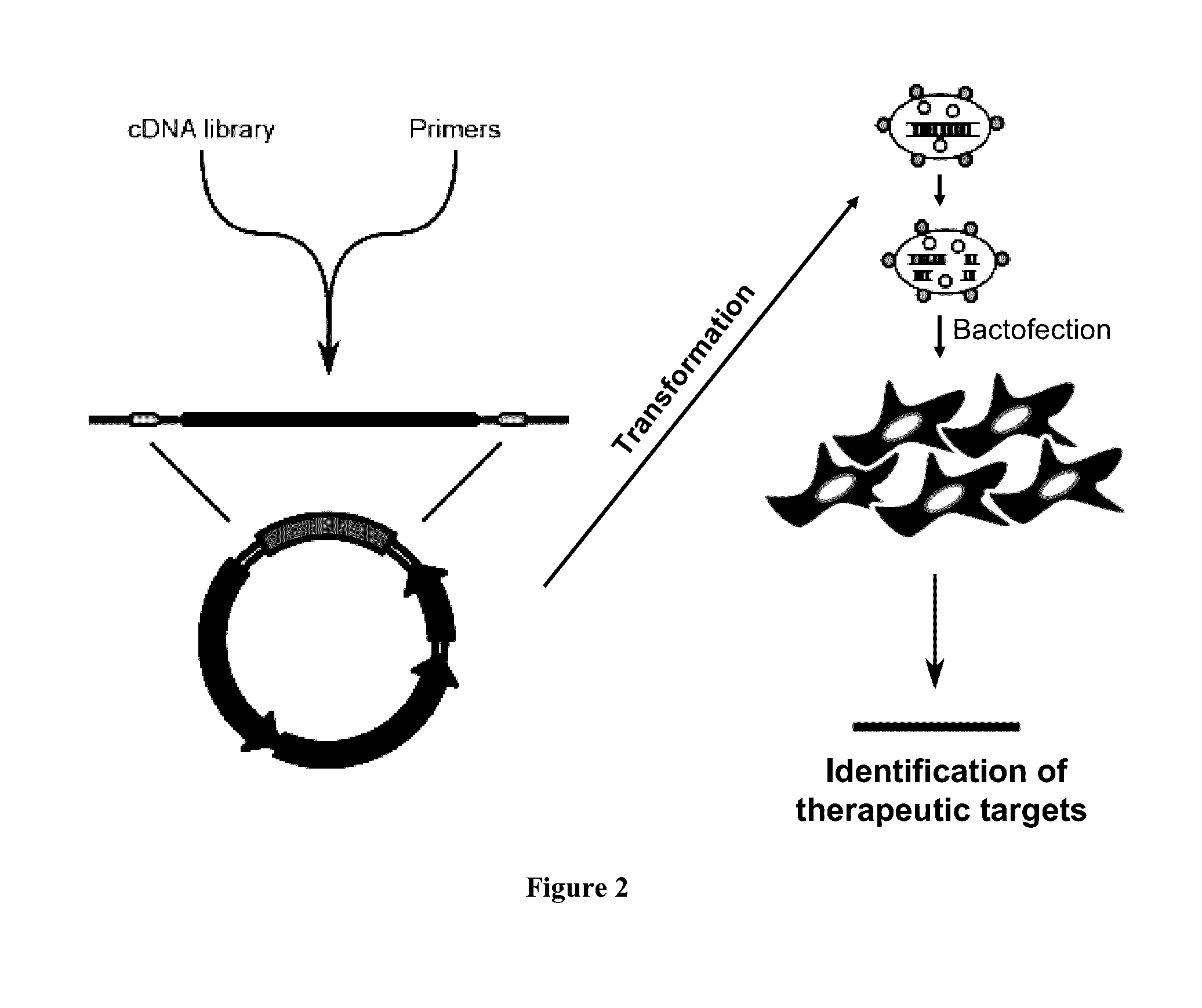 Enabling the use of long dsRNA for gene targeting in mammalian and other selected animal cells