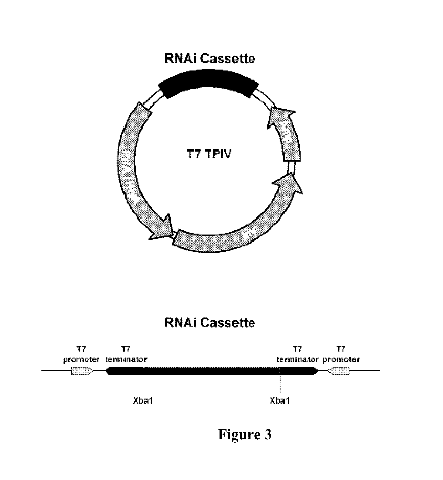 Enabling the use of long dsRNA for gene targeting in mammalian and other selected animal cells