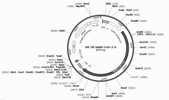 SARS-CoV-2 pseudovirus mouse in-vivo packaging system and preparation method thereof