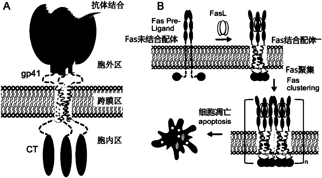 Lipid binding protein-antigen capturing module compound and preparing method and application thereof