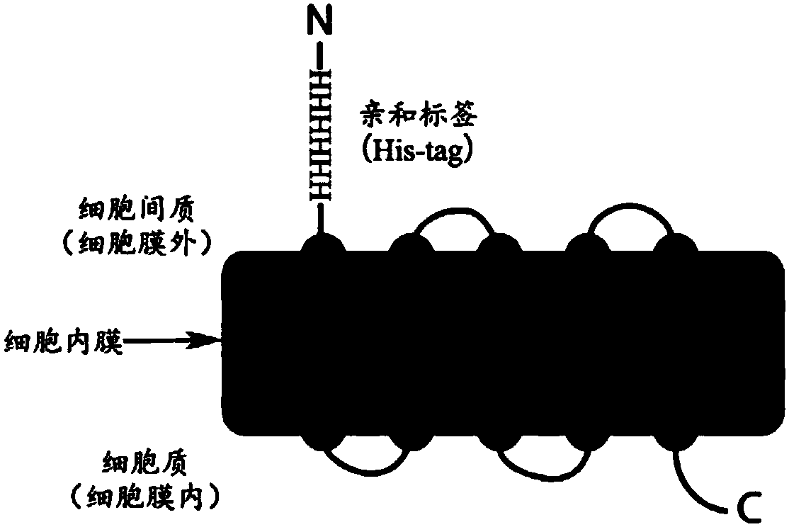 Lipid binding protein-antigen capturing module compound and preparing method and application thereof