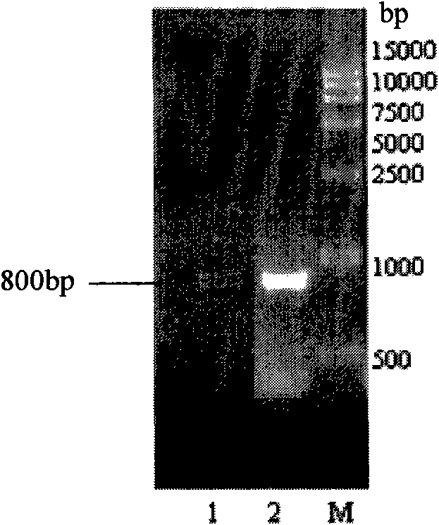 Gluconobater oxydans genetic engineering strain and construction method thereof