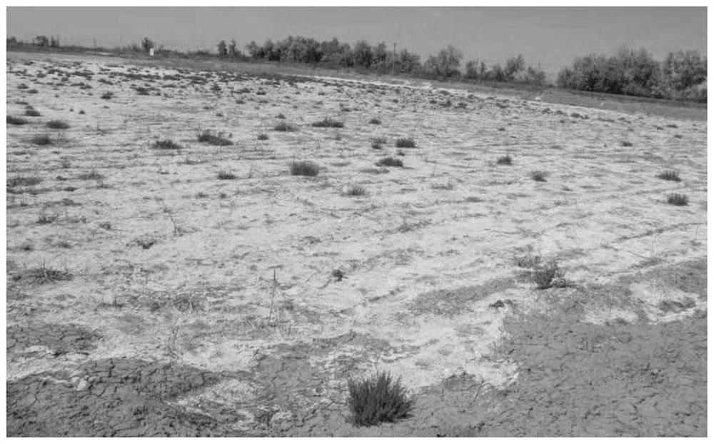 A saline-alkali land improver and its application in saline-alkali land improvement for planting cotton