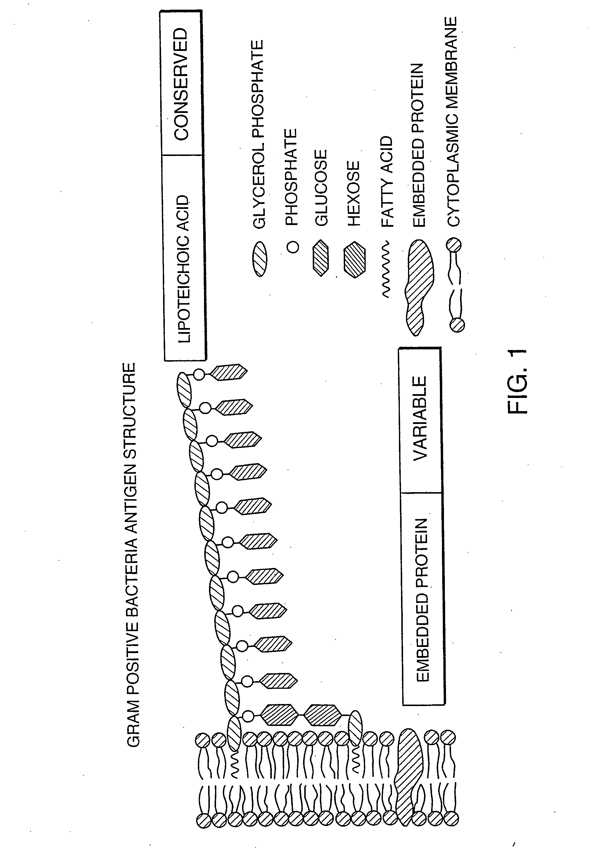 System for detecting bacteria in blood, blood products, and fluids of tissues