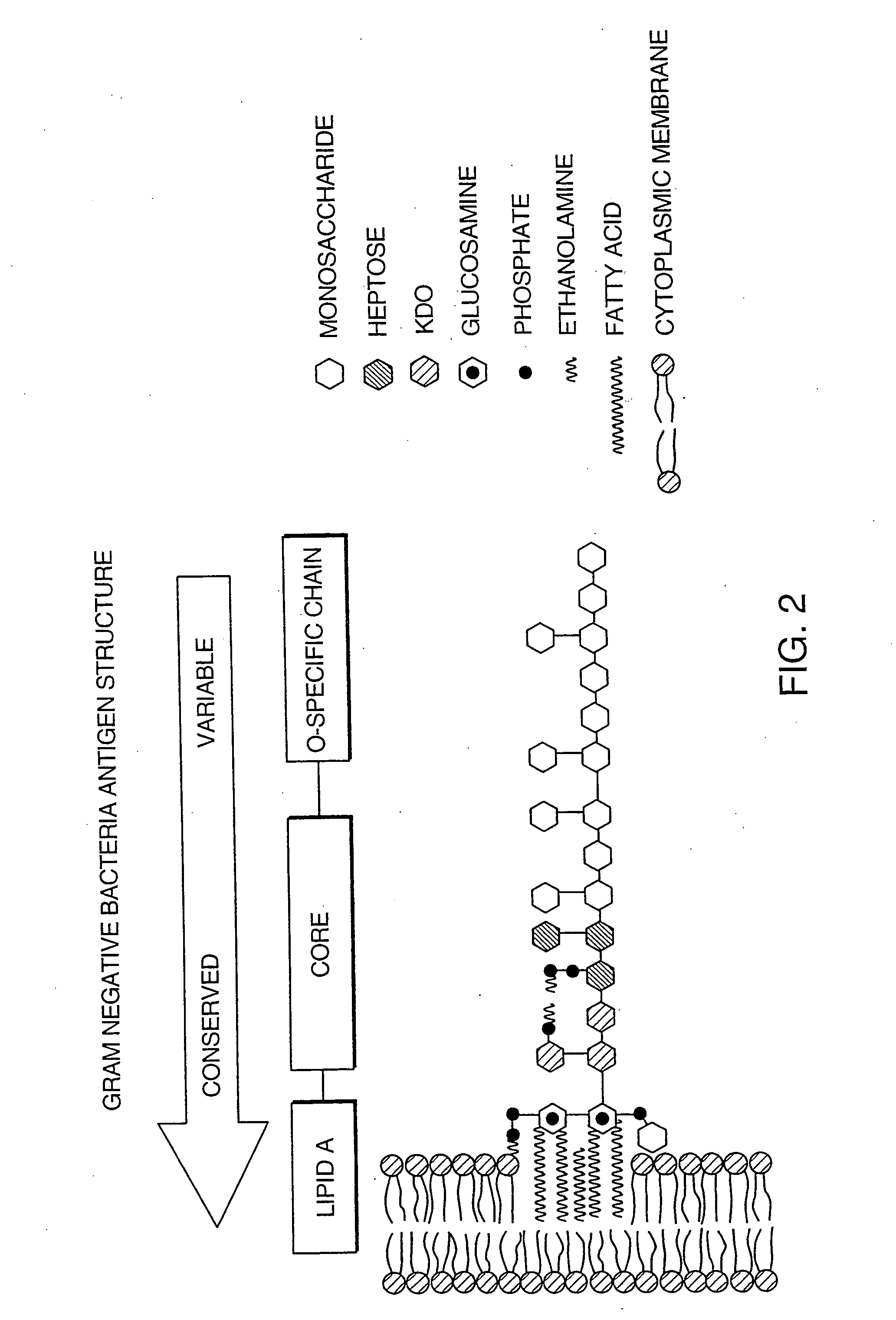 System for detecting bacteria in blood, blood products, and fluids of tissues